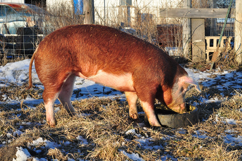 sunny-day-on-the-farm-005