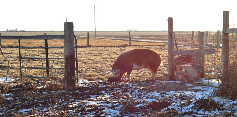 sunny-day-on-the-farm-009