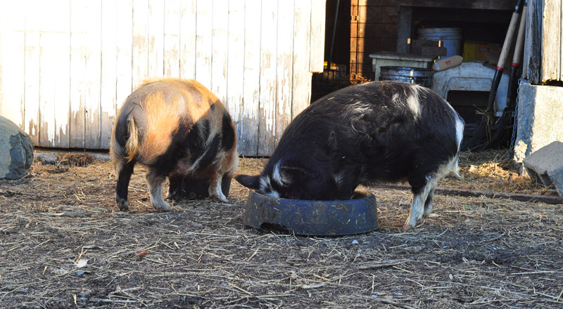 sunny-day-on-the-farm-012