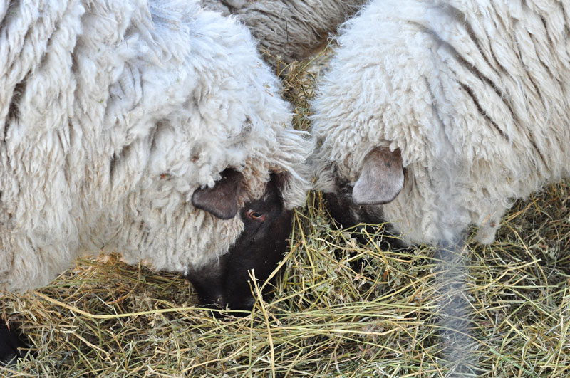 sunny-day-on-the-farm-017