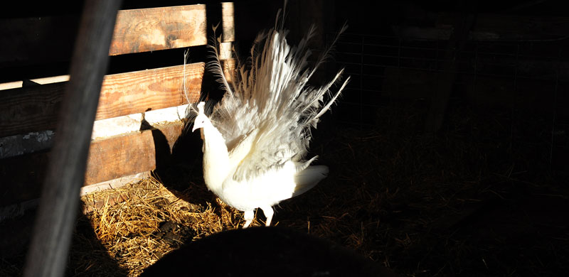 sunny-day-on-the-farm-025