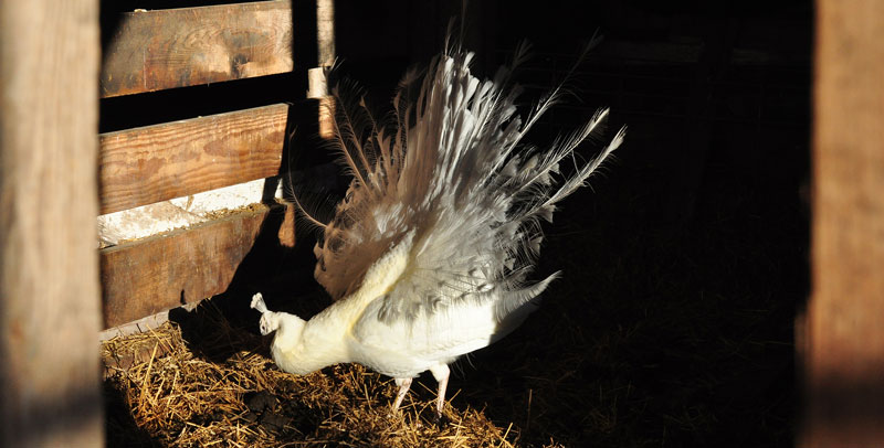 sunny-day-on-the-farm-027