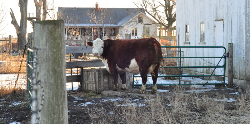 sunny-day-on-the-farm-032