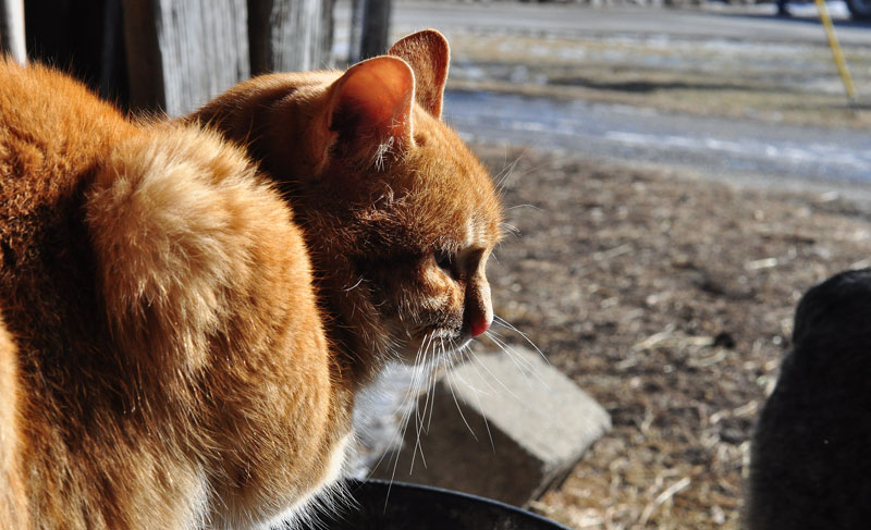 sunny-day-on-the-farm-036