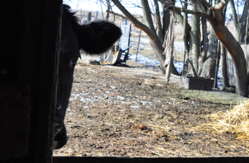 sunny-day-on-the-farm-049