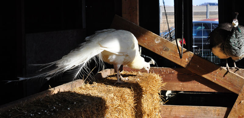 sunny-day-on-the-farm-055