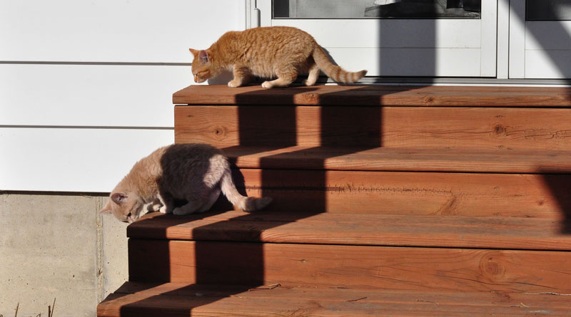 sunny-day-on-the-farm-058