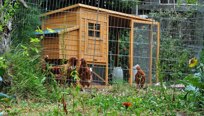 urban chickens