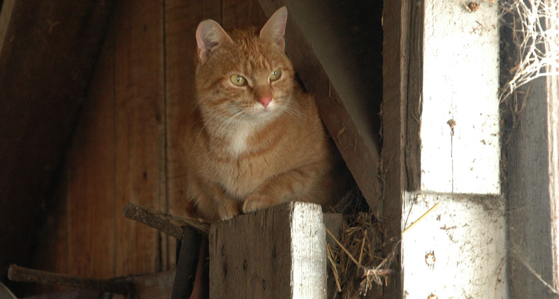 cats and barns