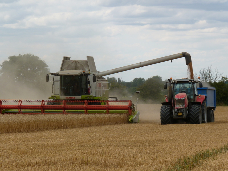 anne harvesting in Great Forest field July 2014