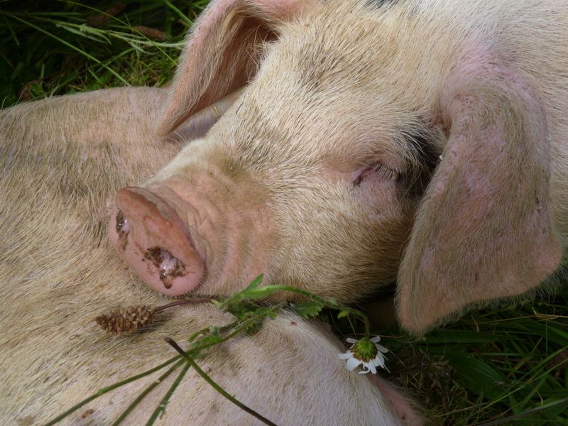 anne Nelson and Desmond