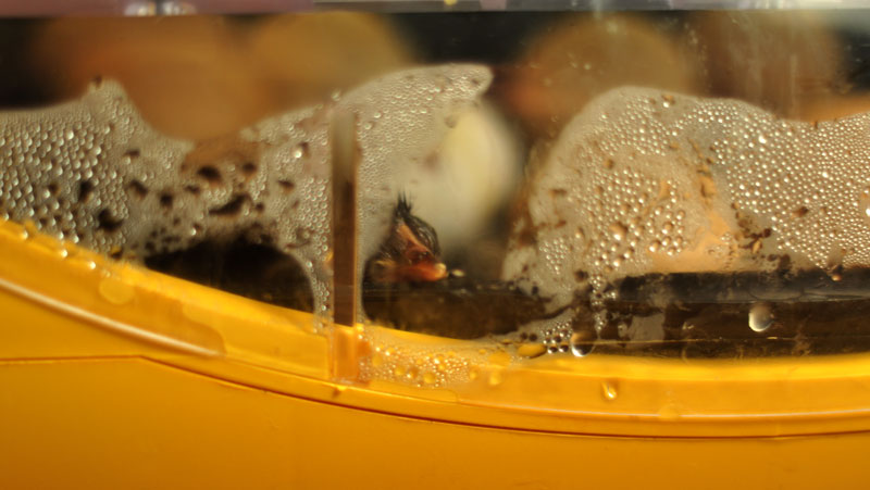 incubator chicks-009