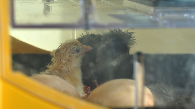 goats-and-chicks-014