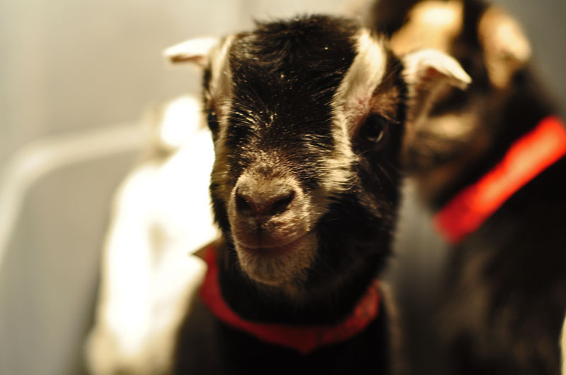 goats-and-chicks-028