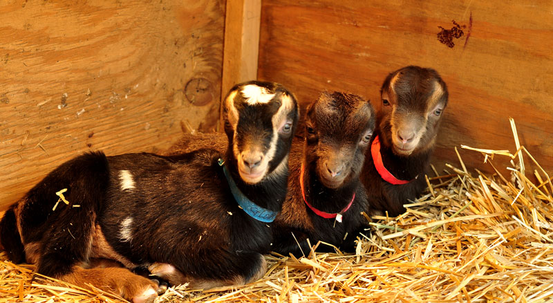 goats-and-chicks-038
