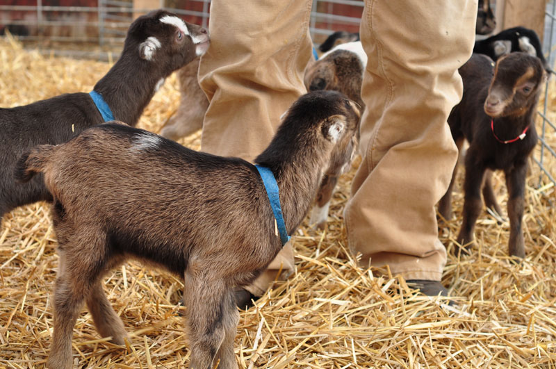 goats-and-chicks-052