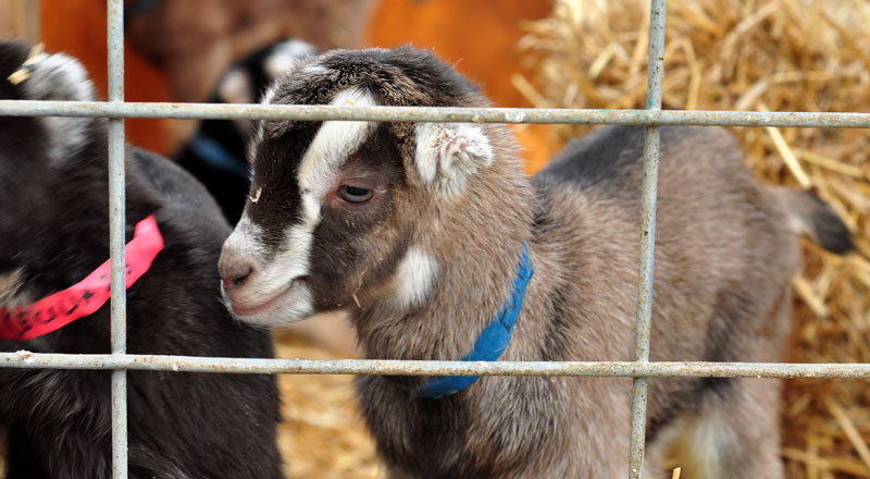 goats-and-chicks-072