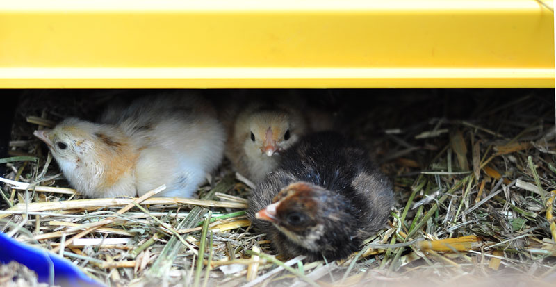 goats-and-chicks-087