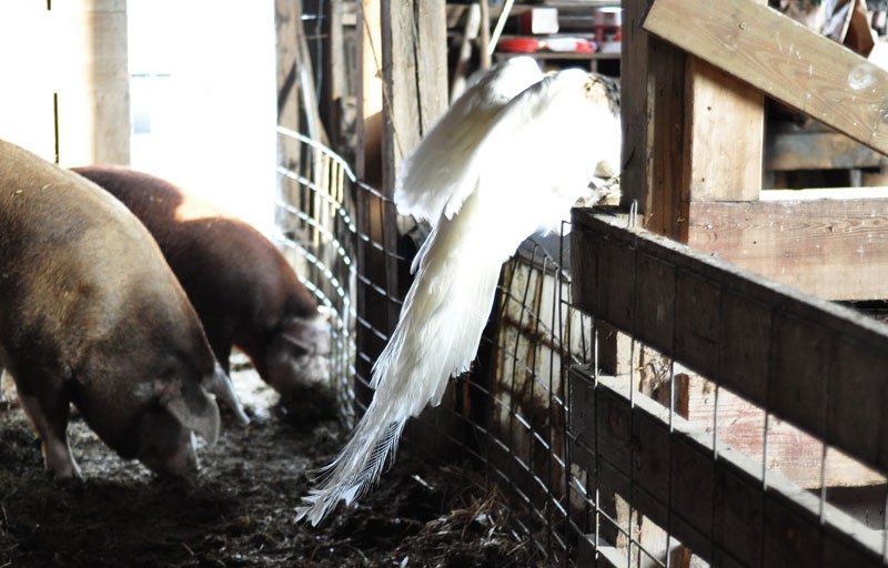 piggie-in-the-middle-055