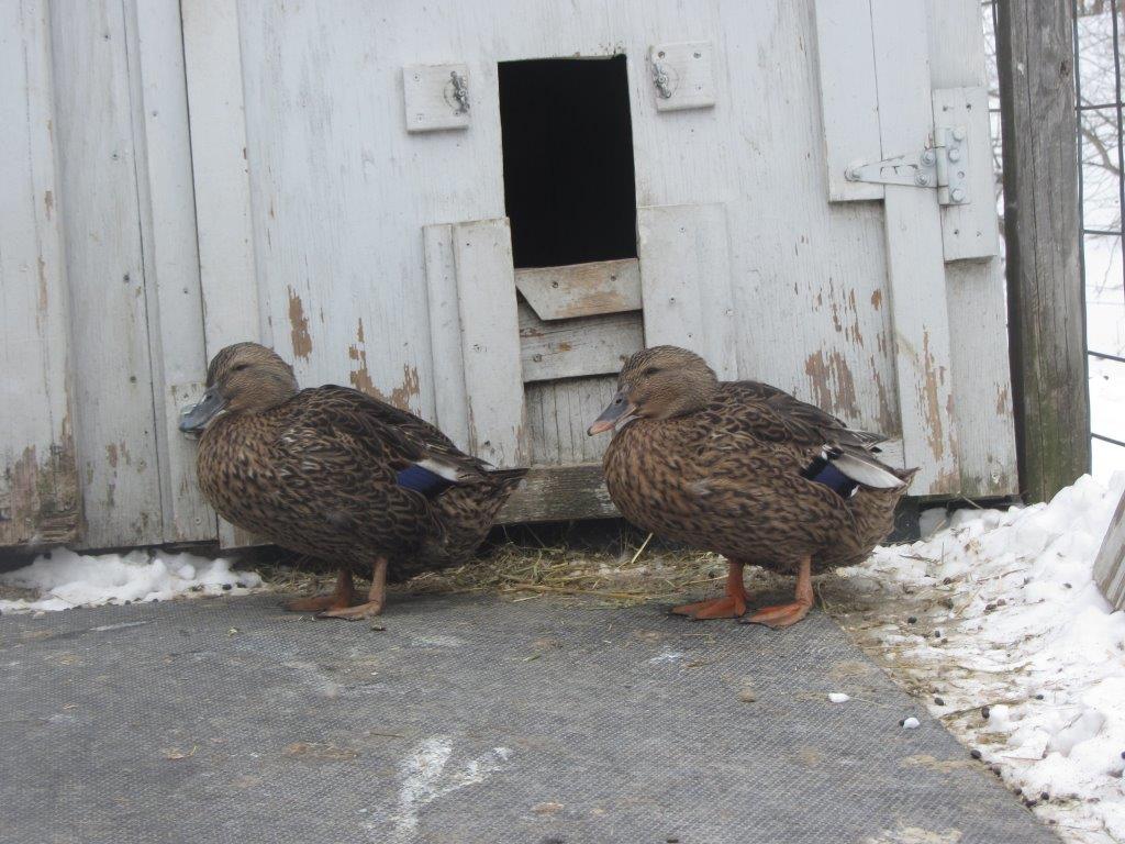 sherry Betty & Geraldine