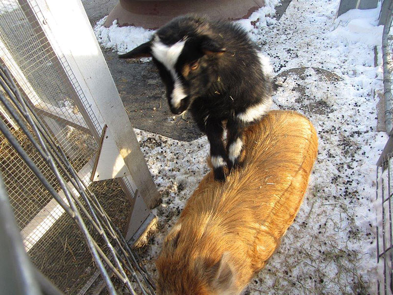 sherry-Fanny-ON-Percy