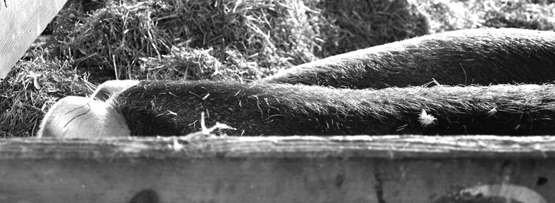 sleeping-pigs-020