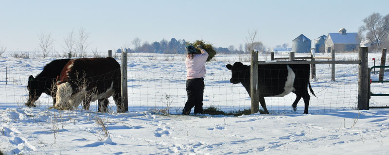 girl feeding cows
