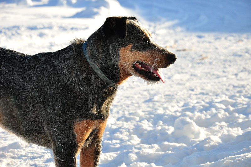 dog in snow