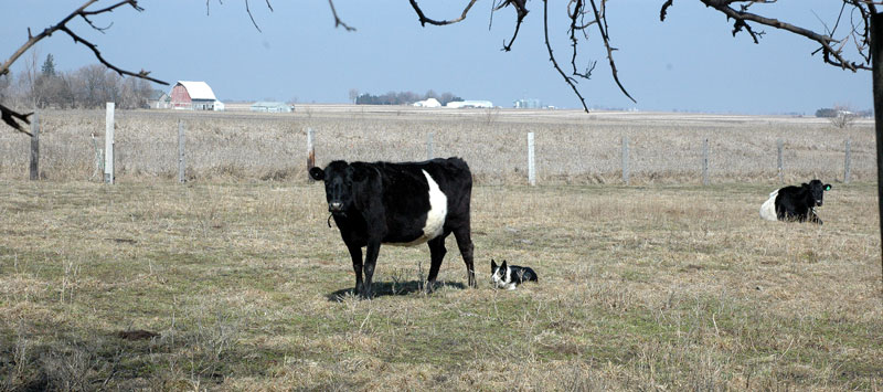 dutch-belted-cows