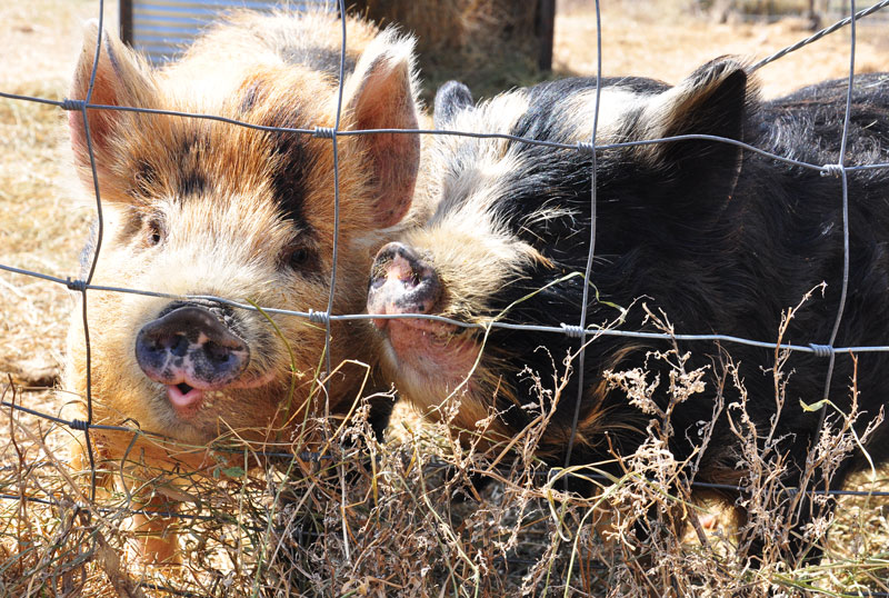 kunekune pigs