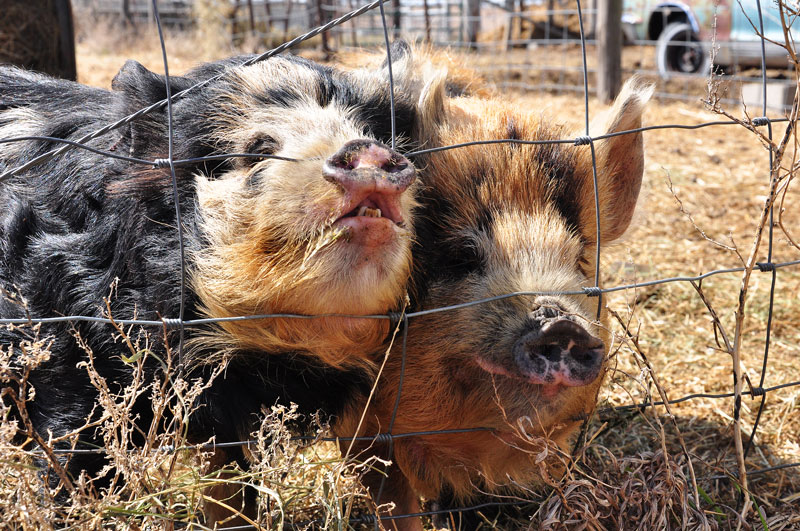 kunekune pigs