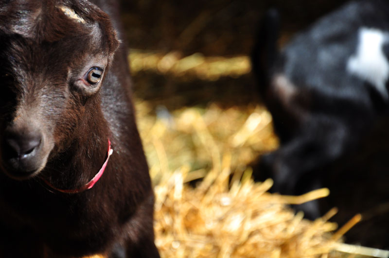 goats-015