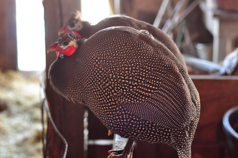 guinea fowl