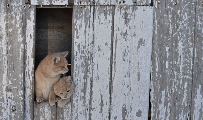 cats in barn
