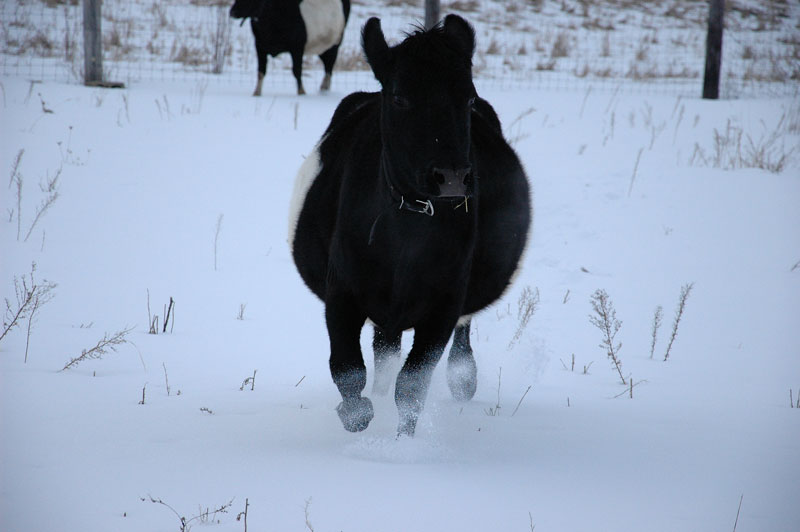Dutch Belted cow running