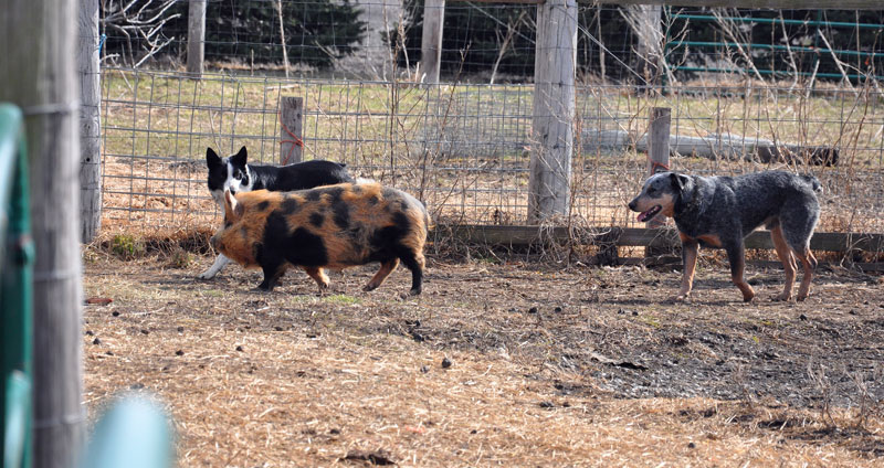 kunekune