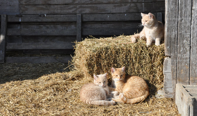 cats in barn9