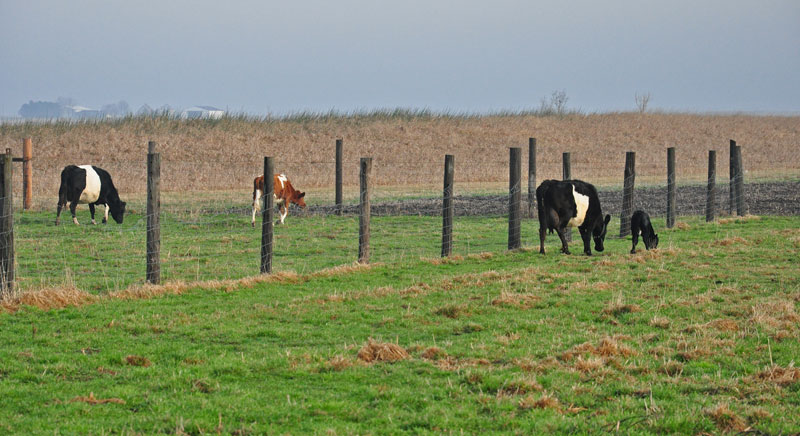 cows in field