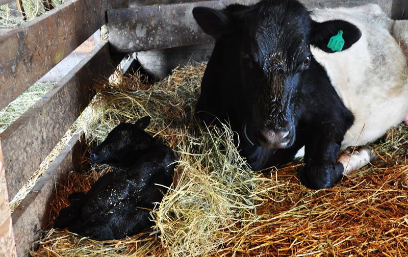 calf and mother