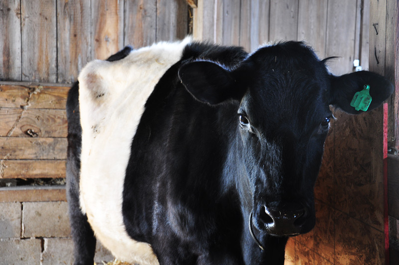 Dutch Belted Cow
