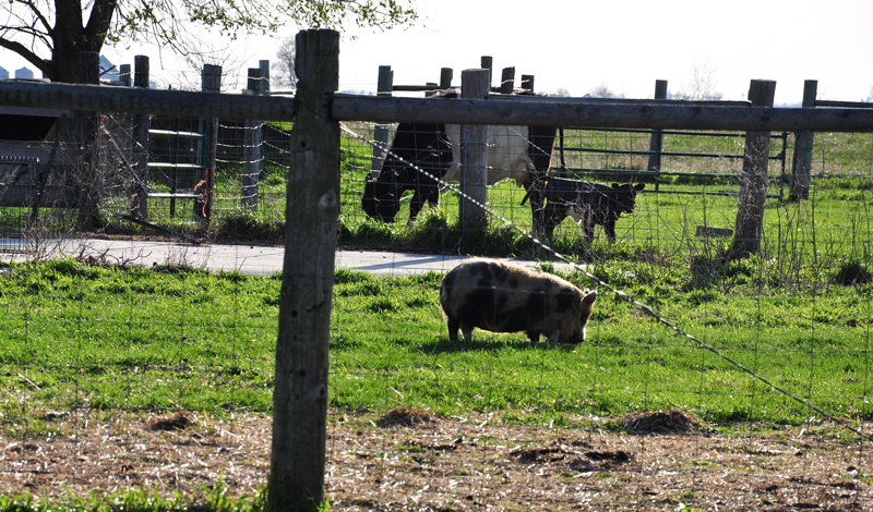 kunekune