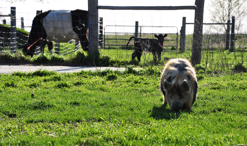 kunekune