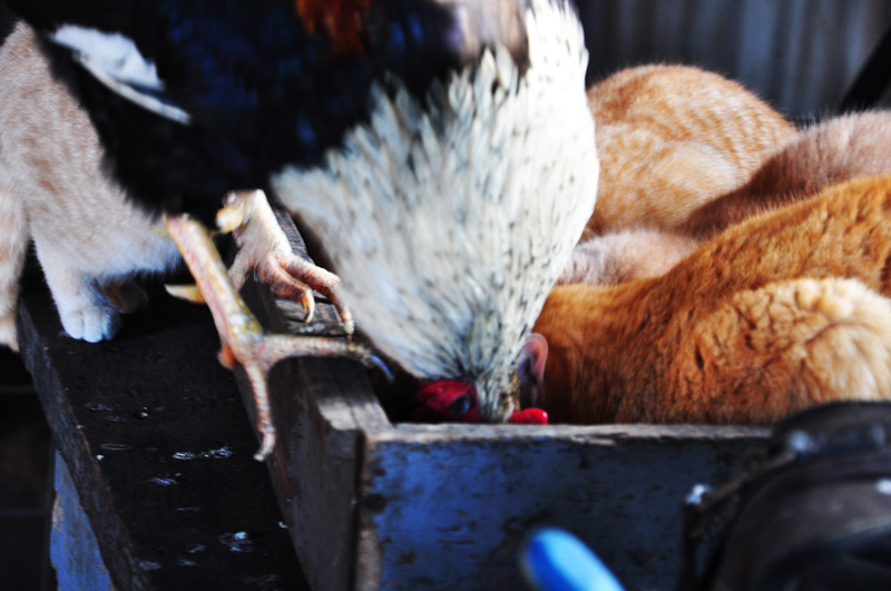 rooster eating with cats
