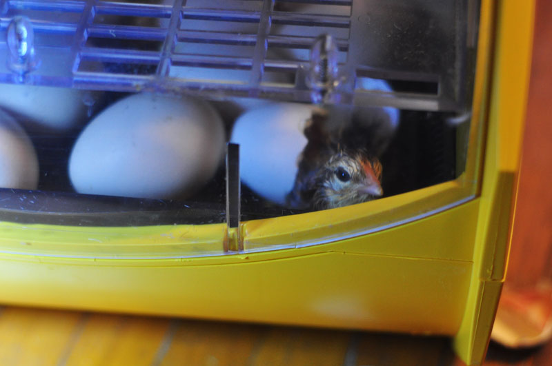 hatching-chicks-081