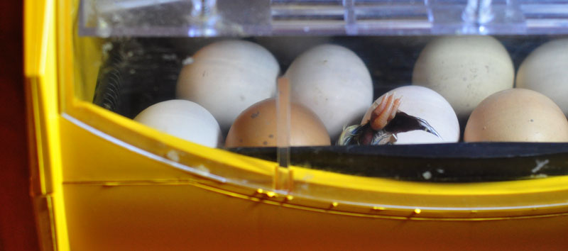 hatching-chicks-4