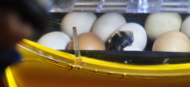 hatching-chicks-6