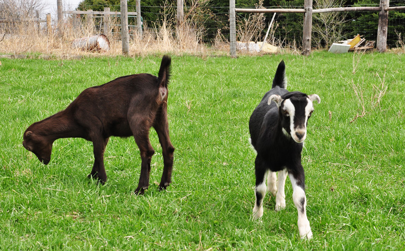 kids-and-kunekune-006