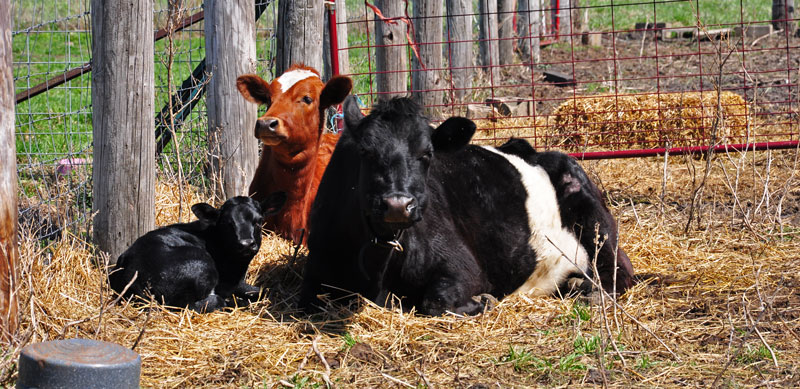 cows and calf