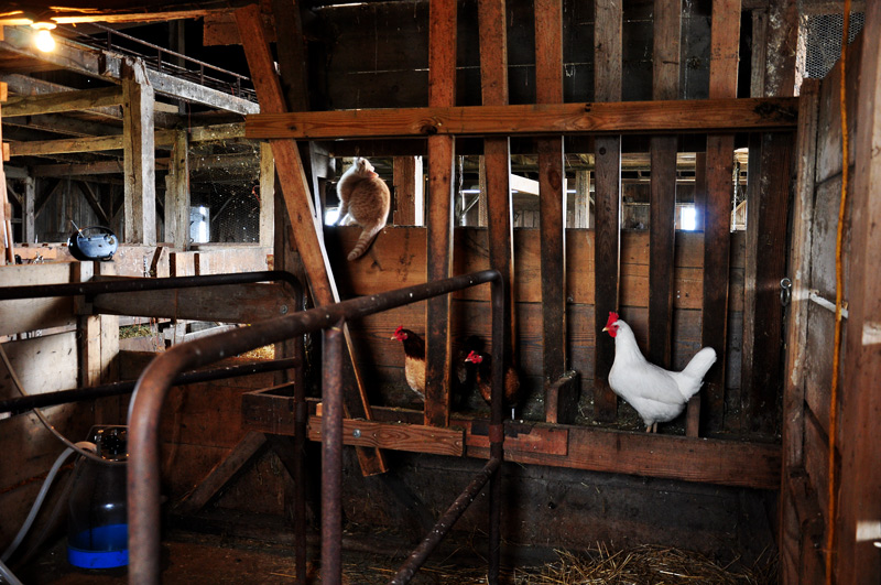 milking+stanchion+cow-