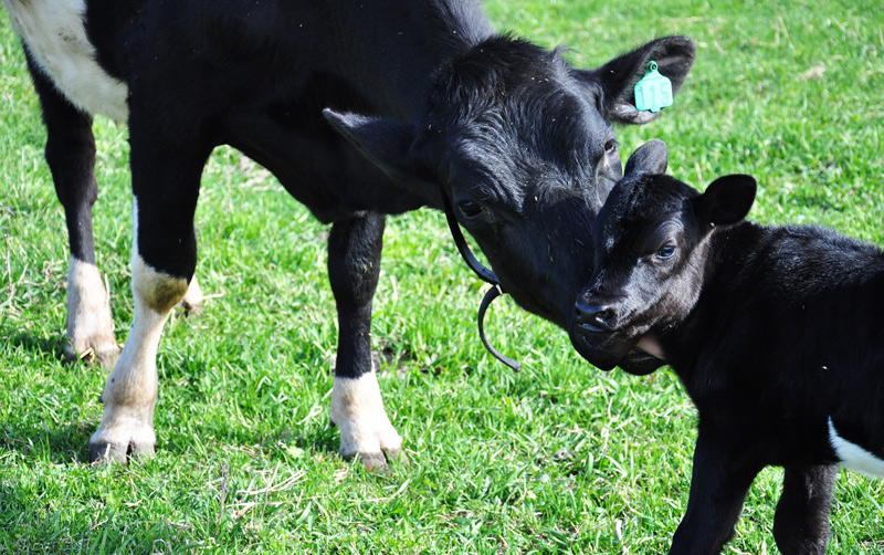 black dutch belted calf